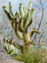 cacti plant 935