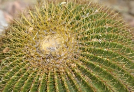 cactus barrel  plant with spikes