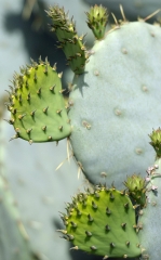 cactus plant 851a