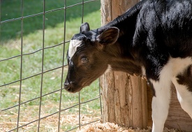 calf is standing by a fence in a field