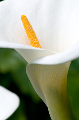 calla lily flower 42