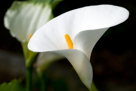 calla lily flower 46