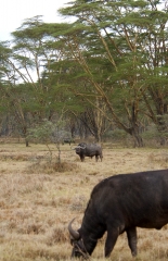 Cape Buffalo Kenya Africa