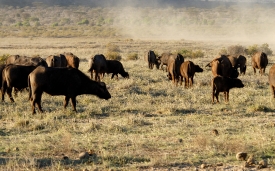 Cape Buffalo Samburu National Reserve Kenya Africa