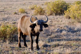 Cape Buffalo Samburu National Reserve Kenya Africa