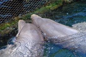captive dolphins playing in mexico 5060
