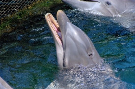 captive dolphins playing in mexico 5063