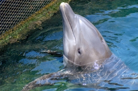 captive dolphins playing in mexico 5065