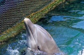 captive dolphins playing in mexico 5067