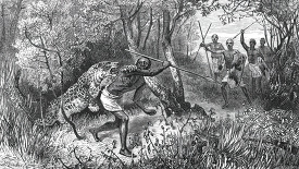 capturing a leopard in africa historical illustration africa