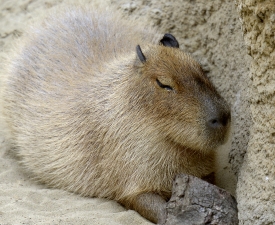 capybara 1393B