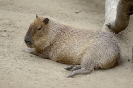 capybara 1416A
