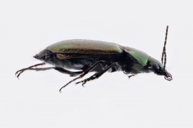 Carabid beetle with mites
