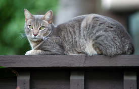 cat laying on top of a wooden fence