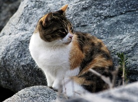 cat looking to one side while sitting on rocks