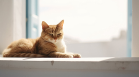 cat lounging lazily on a sunlit windowsill