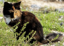 cat sitting in grassy area