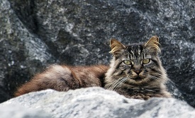 cat sitting on rocks at california beach