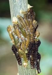 Catterpillars Surround Tree