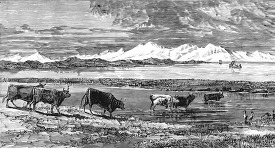 cattle feeding on rushes lake titicaca historical illustration