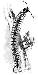 centipede historical illustration