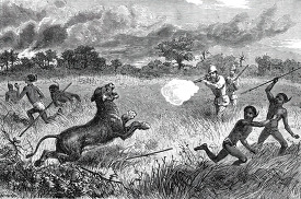 charge of a lioness historical illustration africa