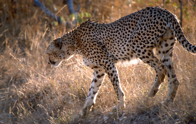 cheetah in the grass in the serengeti