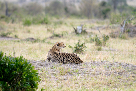 cheetah is laying in the grass in kenya africa