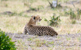cheetah is laying in the grass kenya africa