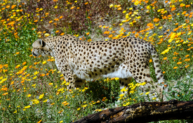 cheetah is standing in a field of flowers near tree