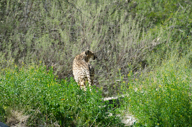 cheetah is standing in a field of grass