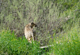 cheetah is standing in a field of green grass and bushes