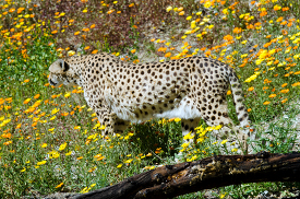 cheetah is walking through a field of flowers