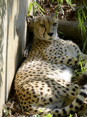 cheetah laying down in the shade at a zoo