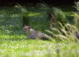 cheetah laying in the grass with a few small flowers