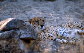 cheetah laying on the ground in the wilderness