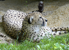cheetah laying on the ground with its tail up