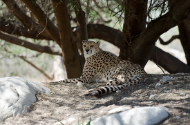 cheetah sitting on a rock under a tree