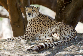 cheetah sitting under a tree in the shade