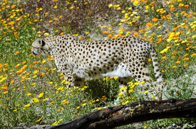 Cheetah walking along wildflowers