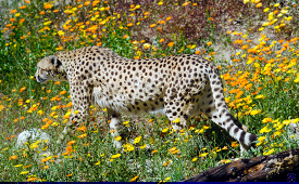 cheetah walking through a field of yellow orange flowers