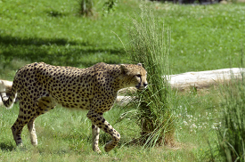 cheetah walking through a grassy field