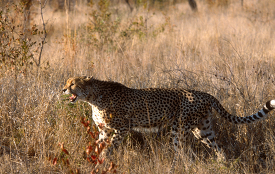 cheetah walking through the tall grass