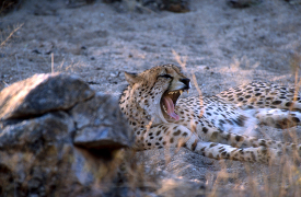 cheetah yawning in the wild