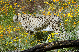 cheetah521