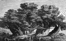 chestnet tree historical illustration