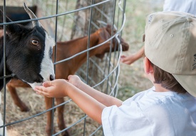 child feeding a goat