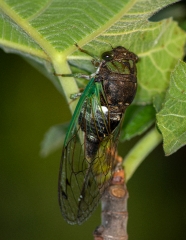 cicada insect on feg tree photo