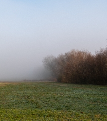 clearing fog hides trees in field