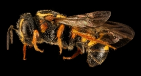 cleptoparasitic bees cuckoo bees
